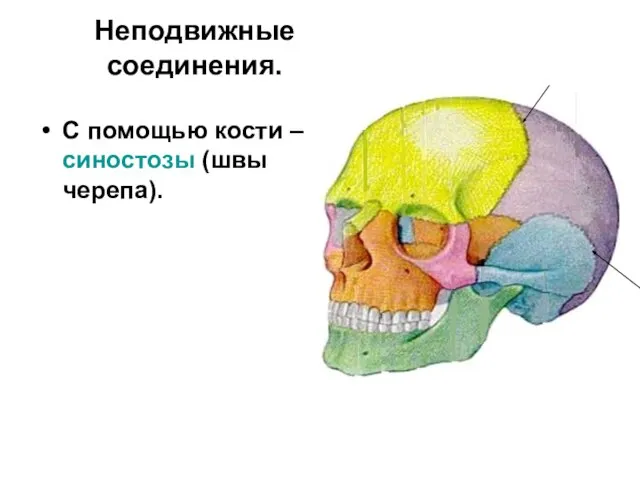 Неподвижные соединения. С помощью кости –синостозы (швы черепа).