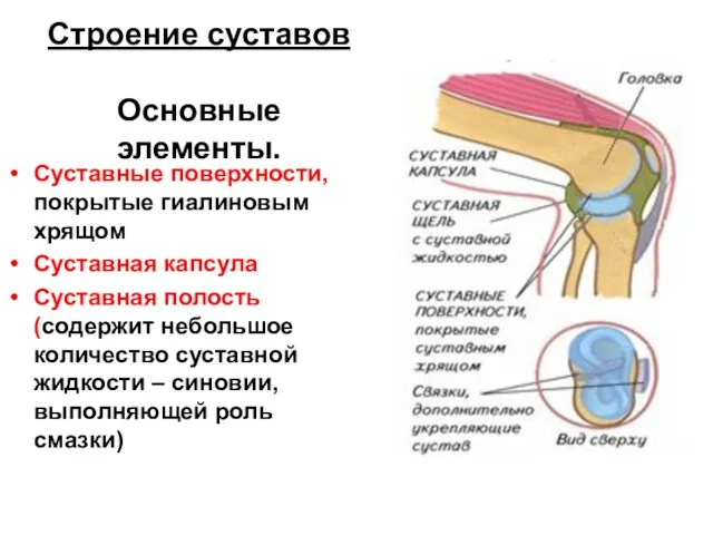 Строение суставов Основные элементы. Суставные поверхности, покрытые гиалиновым хрящом Суставная капсула