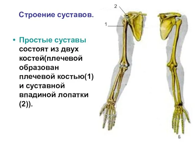 Строение суставов. Простые суставы состоят из двух костей(плечевой образован плечевой костью(1)