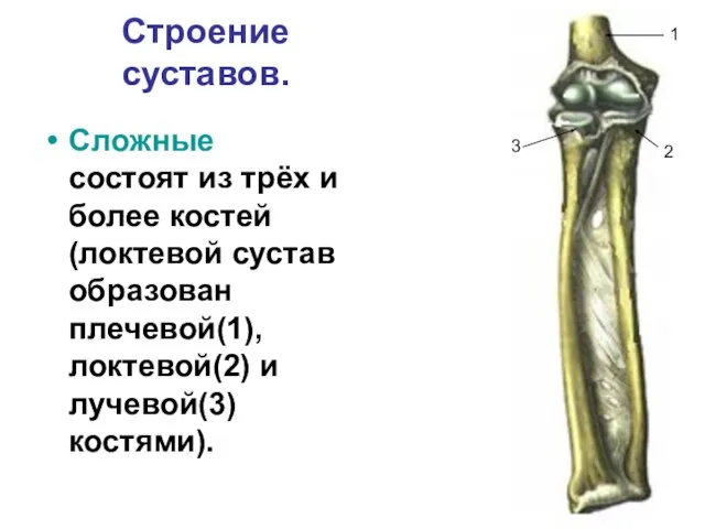 Строение суставов. Сложные состоят из трёх и более костей (локтевой сустав