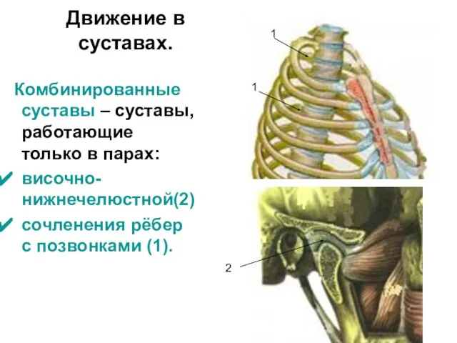 Движение в суставах. Комбинированные суставы – суставы, работающие только в парах: