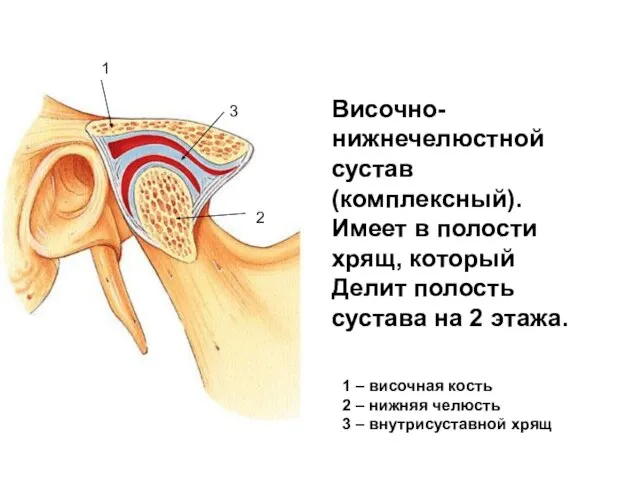 Височно-нижнечелюстной сустав (комплексный). Имеет в полости хрящ, который Делит полость сустава