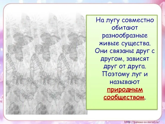 На лугу совместно обитают разнообразные живые существа. Они связаны друг с