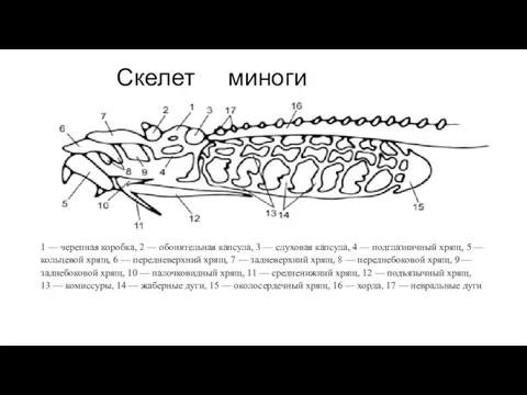 Скелет миноги 1 — черепная коробка, 2 — обонятельная капсула, 3