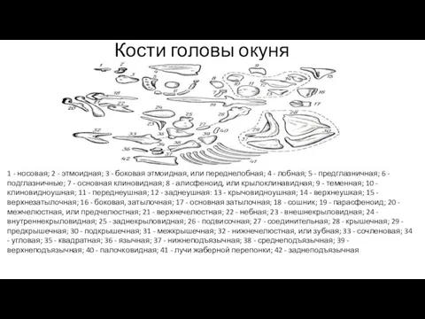 Кости головы окуня 1 - носовая; 2 - этмоидная; 3 -