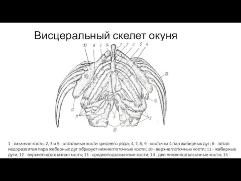 Висцеральный скелет окуня 1 - язычная кость; 2, 3 и 5