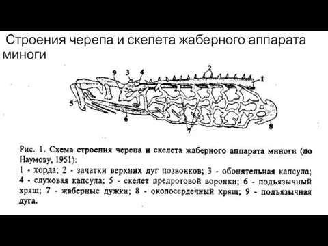 Строения черепа и скелета жаберного аппарата миноги