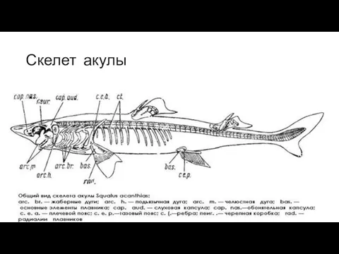 Скелет акулы