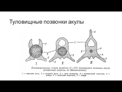 Туловищные позвонки акулы