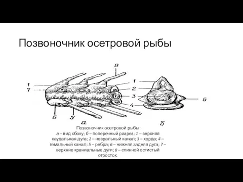 Позвоночник осетровой рыбы Позвоночник осетровой рыбы: а – вид сбоку; б