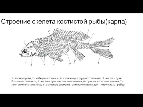 Строение скелета костистой рыбы(карпа) 1 - кости черепа; 2 - жаберная