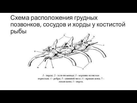 Схема расположения грудных позвонков, сосудов и хорды у костистой рыбы 1