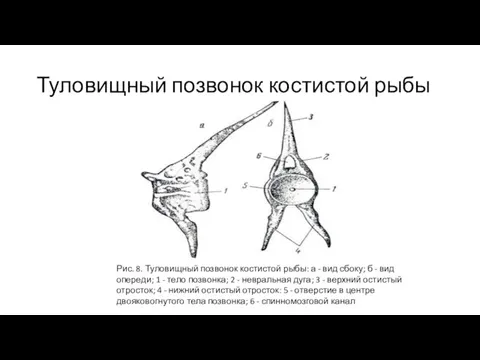 Туловищный позвонок костистой рыбы Рис. 8. Туловищный позвонок костистой рыбы: а