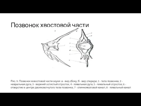 Позвонок хвостовой части Рис. 9. Позвонок ховостовой части окуня: а -