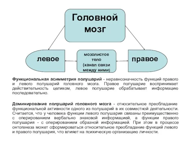 Функциональная асимметрия полушарий - неравнозначность функций правого и левого полушарий головного