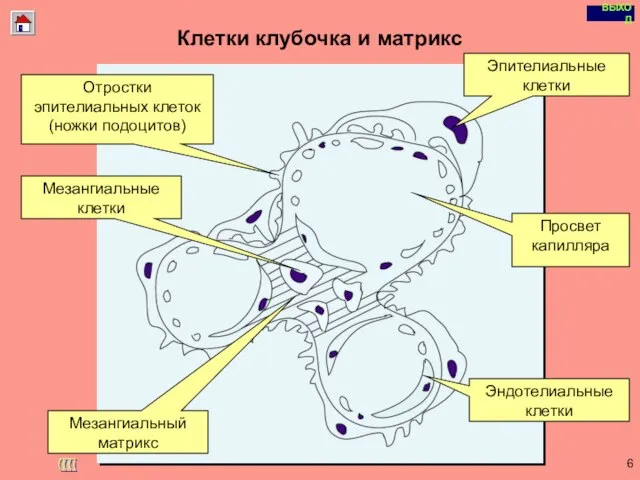 Copyright © I-Design 2002 Клетки клубочка и матрикс