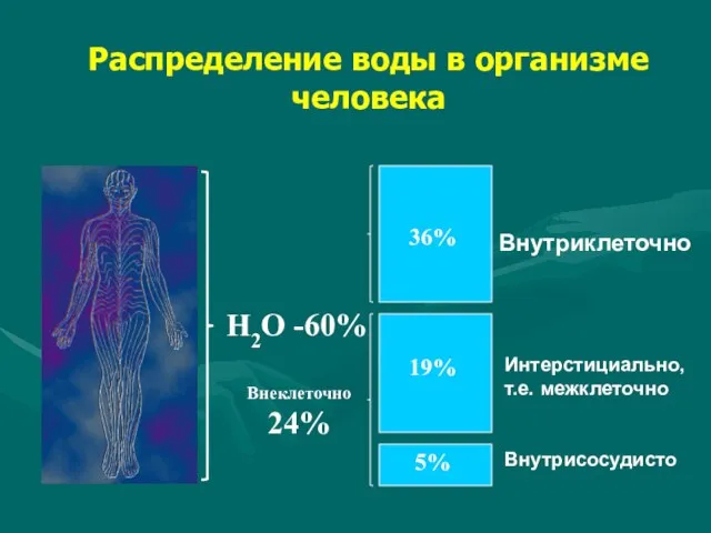 Н2О -60% 36% 19% 5% Внутриклеточно Интерстициально, т.е. межклеточно Внутрисосудисто Распределение