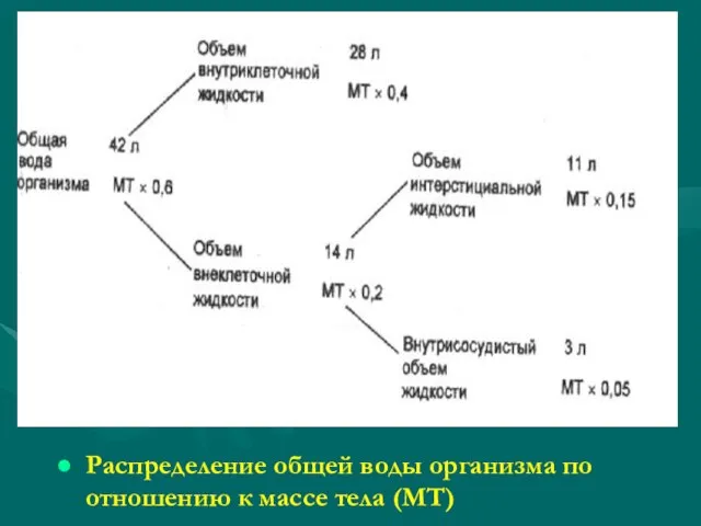 Распределение общей воды организма по отношению к массе тела (МТ)