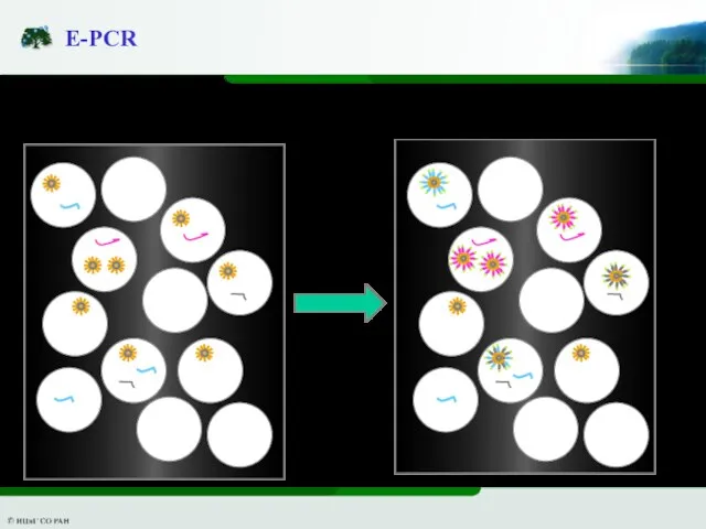 E-PCR