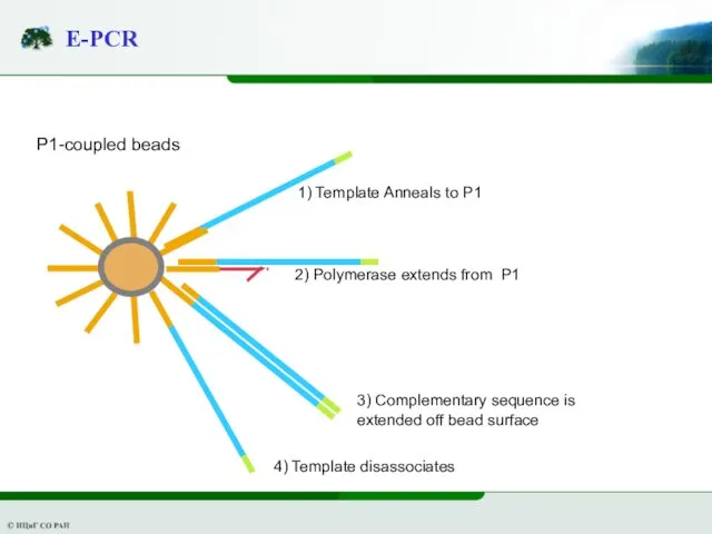 E-PCR