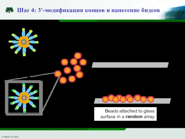 Шаг 4: 3′-модификация концов и нанесение бидсов