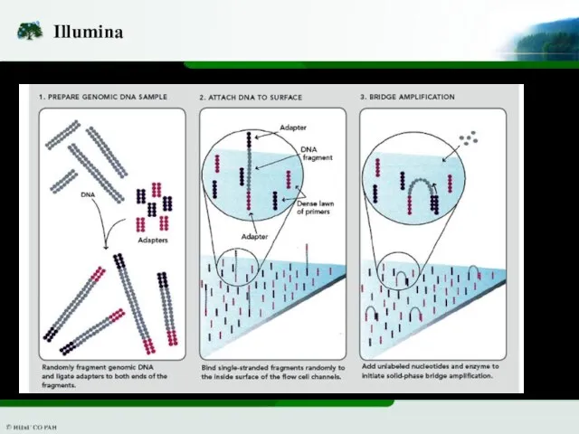 Illumina