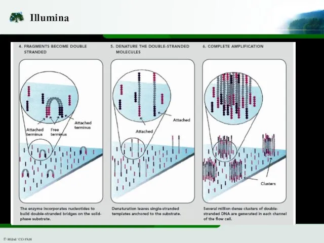 Illumina