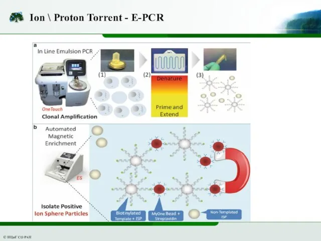 Ion \ Proton Torrent - E-PCR