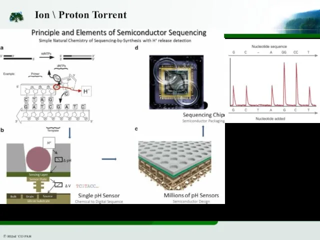 Ion \ Proton Torrent