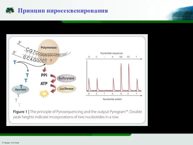 Принцип пиросеквенирования