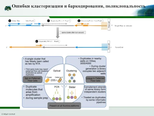 Ошибки кластеризации и баркодирования, поликлональность