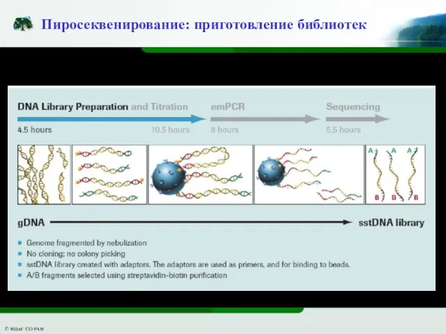 Пиросеквенирование: приготовление библиотек