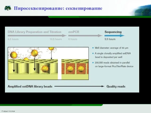 Пиросеквенирование: секвенирование