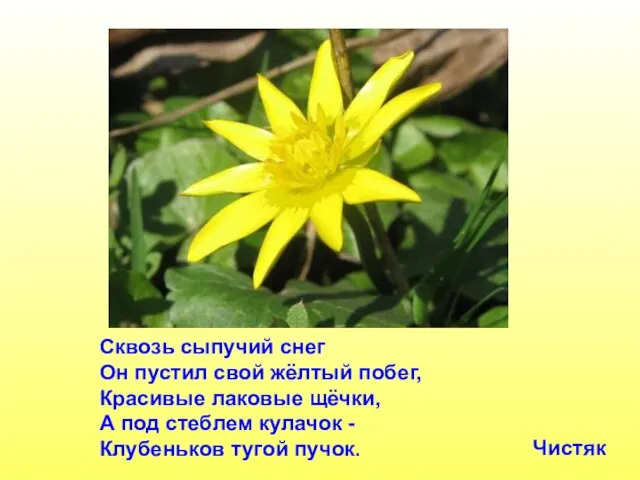 Сквозь сыпучий снег Он пустил свой жёлтый побег, Красивые лаковые щёчки,