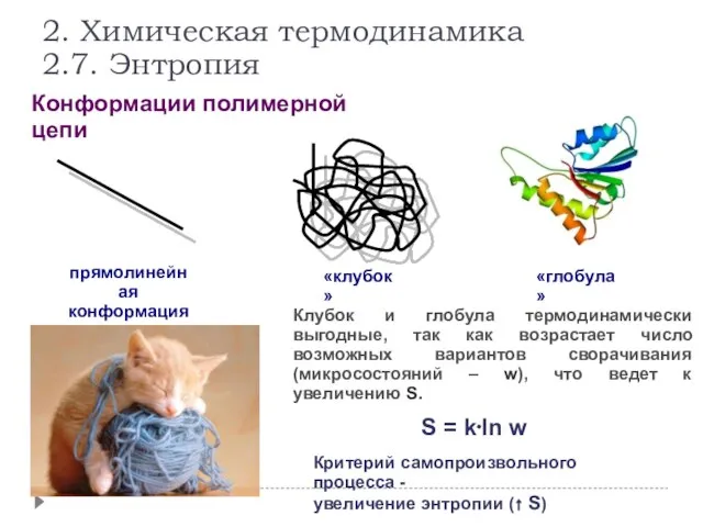 Конформации полимерной цепи прямолинейная конформация «клубок» «глобула» S = k⋅ln w