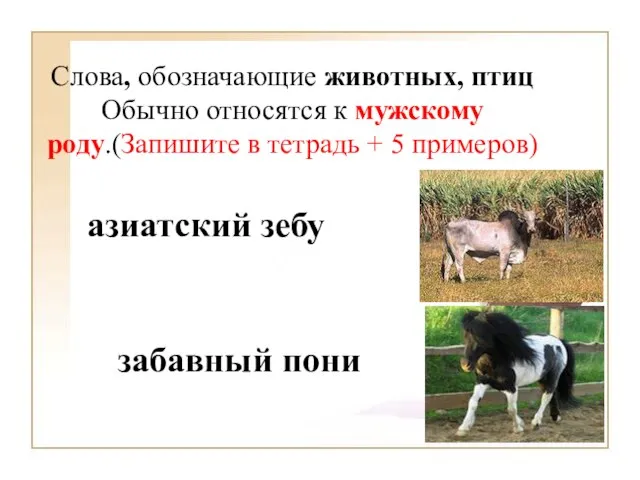 Слова, обозначающие животных, птиц Обычно относятся к мужскому роду.(Запишите в тетрадь