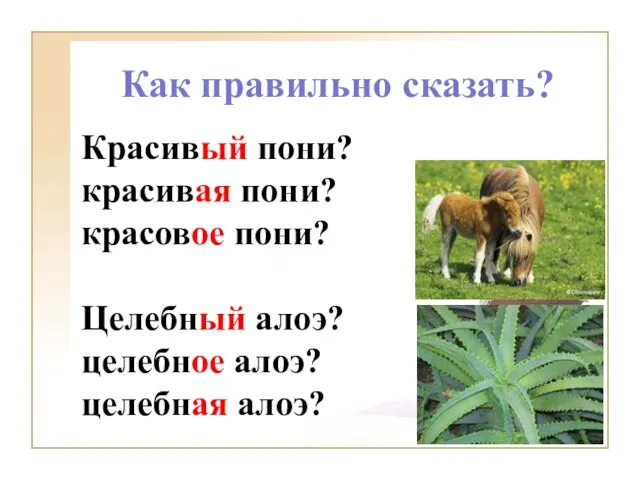 Как правильно сказать? Красивый пони? красивая пони? красовое пони? Целебный алоэ? целебное алоэ? целебная алоэ?