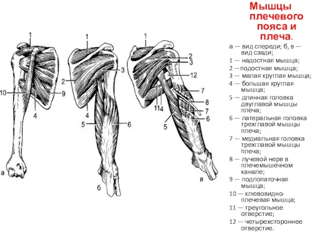 Мышцы плечевого пояса и плеча. а — вид спереди; б, в