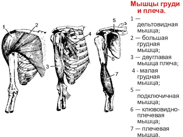 Мышцы груди и плеча. 1 — дельтовидная мышца; 2 — большая