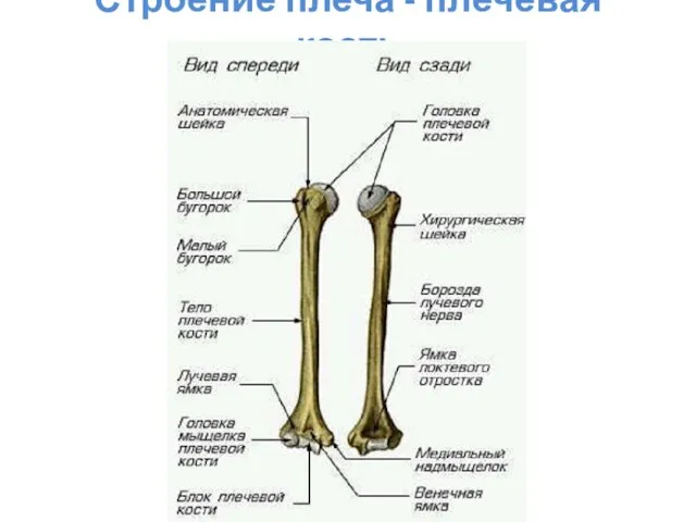 Строение плеча - плечевая кость