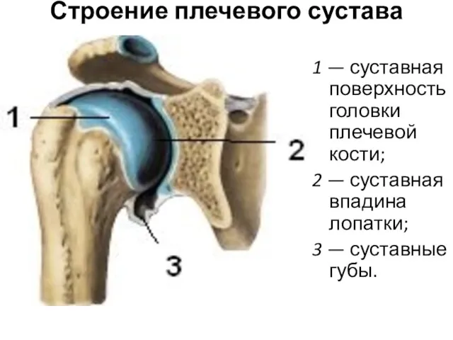 Строение плечевого сустава 1 — суставная поверхность головки плечевой кости; 2