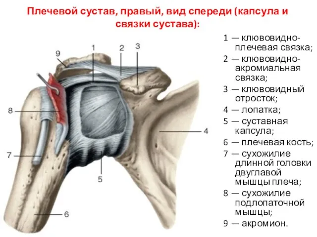 Плечевой сустав, правый, вид спереди (капсула и связки сустава): 1 —