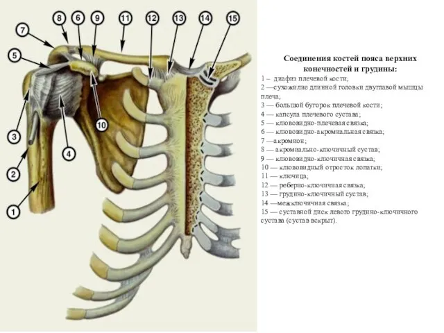 Соединения костей пояса верхних конечностей и грудины: 1 – диафиз плечевой