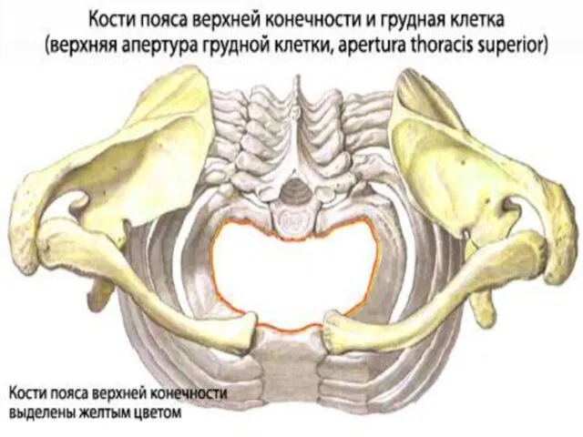 http://www.eurolab.ua/img/anatomy/a_101_2.jpg