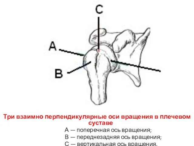 Три взаимно перпендикулярные оси вращения в плечевом суставе А — поперечная