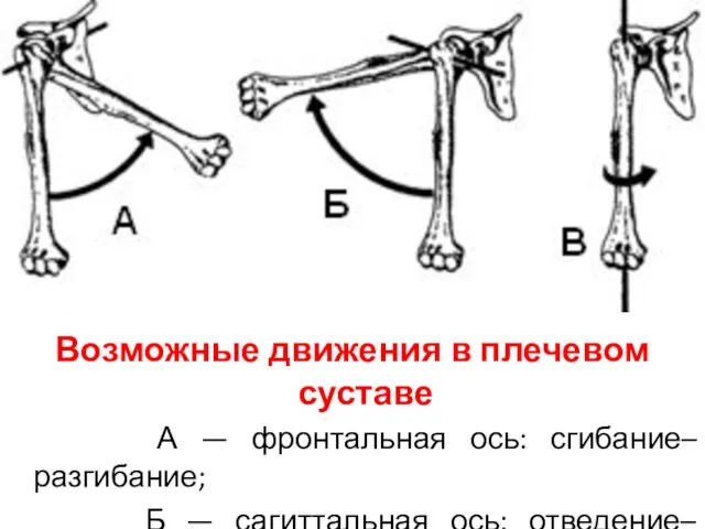 Возможные движения в плечевом суставе А — фронтальная ось: сгибание–разгибание; Б