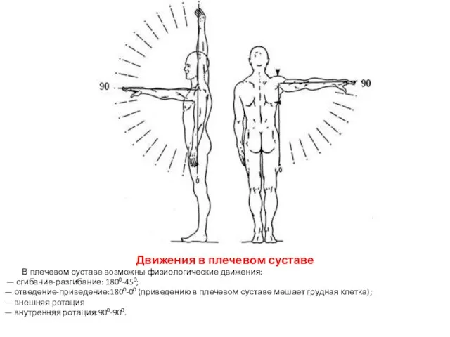 Движения в плечевом суставе В плечевом суставе возможны физиологические движения: —