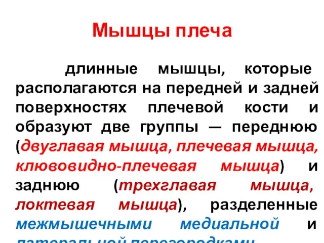 Мышцы плеча длинные мышцы, которые располагаются на передней и задней поверхностях