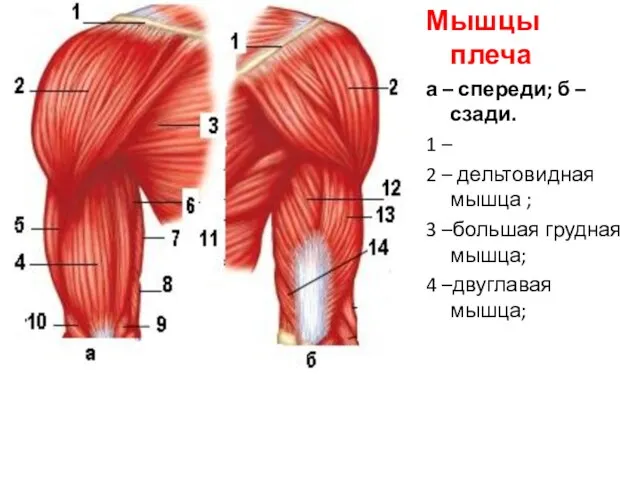 Мышцы плеча а – спереди; б –сзади. 1 – 2 –