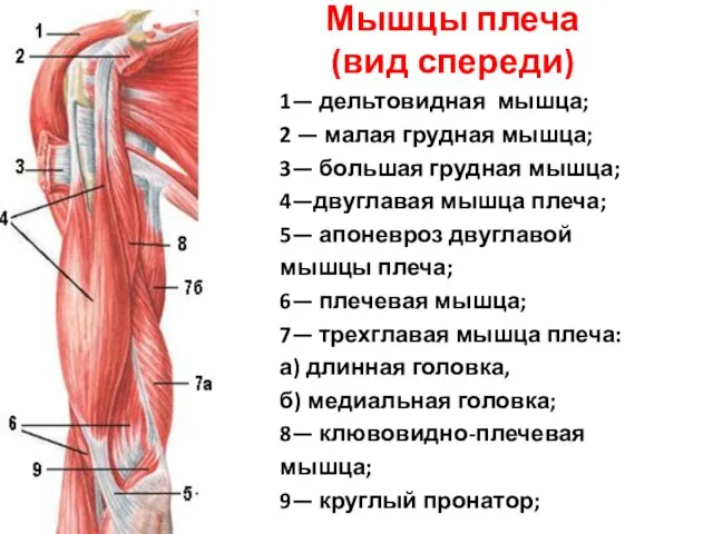 Мышцы плеча (вид спереди) 1— дельтовидная мышца; 2 — малая грудная